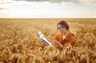 Buğday tarlasında elinde tabletle tarımcı genç bir kadın verimi kontrol ediyor. Çiftçi tohumların kalitesini ve buğday tarlasının gelişimini değerlendirir. Tarım.