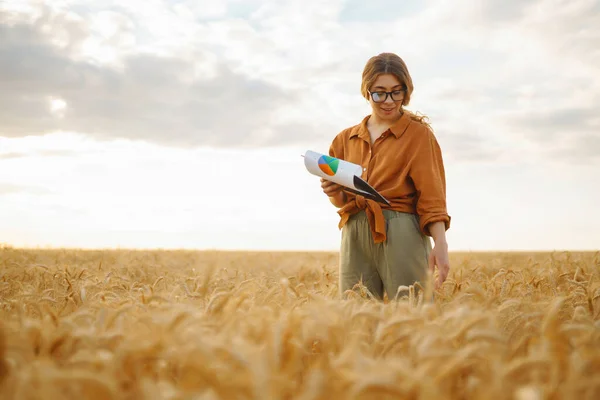 Mladá Agronomka Pšeničném Poli Tabulkou Ruce Kontroluje Výtěžek Zemědělec Hodnotí — Stock fotografie