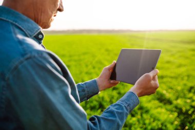 Yeşil bir alanda dijital tabletle baş çiftçi. Agronomist tarım alanındaki hasadı kontrol ediyor. Buğday tarlasını kontrol ediyorum. Akıllı çiftlik. Tarım sektörü.