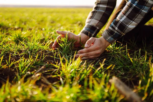 stock image Experienced farmer in whose hands is sprout of wheat. Male farmer checks quality and growth of wheat in green field. Green wheat grows in soil. Concept of agriculture, ecology and gardening.