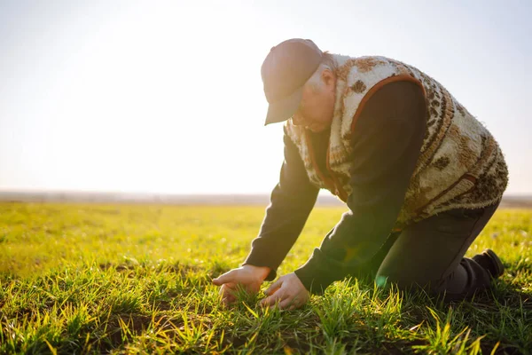 Experienced Farmer Whose Hands Sprout Wheat Male Farmer Checks Quality — Stock Photo, Image