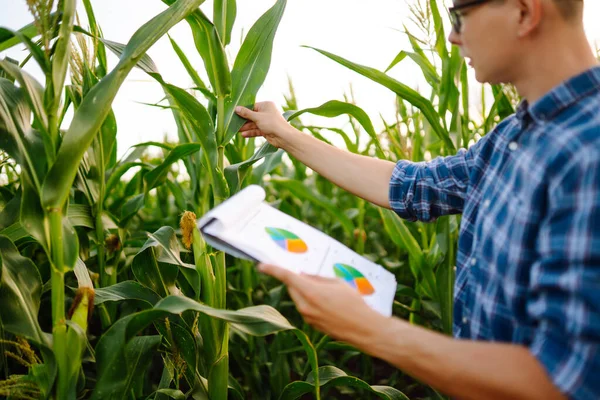 Business owner of a farm stands with a clipboard in a corn field and examines corn on the cob. Harvest nature growth. Agricultural farm concept.