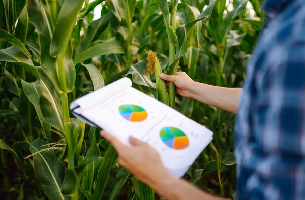 农场的业主站在玉米地的剪贴板上 检查玉米芯上的玉米 收获自然生长 农业农场概念 — 图库照片