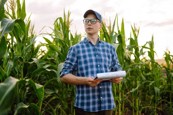 Business owner of a farm stands with a clipboard in a corn field and examines corn on the cob. Harvest nature growth. Agricultural farm concept.