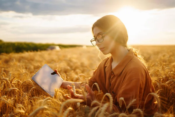Mladá Rolnice Zlatém Pšeničném Poli Schránkou Kontroluje Růst Kvalitu Plodin — Stock fotografie
