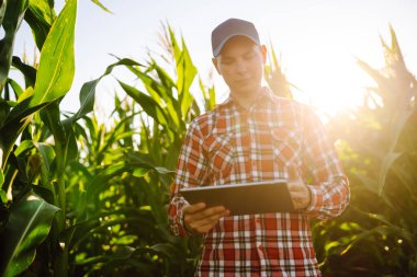 Çiftliğin sahibi bir mısır tarlasında duruyor ve mahsulü inceliyor. Genç bir çiftçi bir tabletle mahsulün büyümesini izliyor. Tarım konsepti. Hasat özeni.