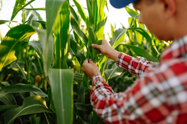 Proprietário Fazenda Milheiral Inspeciona Colheita Jovem Agricultor Está Observando Crescimento — Fotografia de Stock