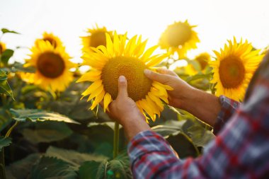 Ayçiçeği çiftliğinin sahibi hasatı inceler. Çiftçinin eli çiçek açan bir ayçiçeğine dokunur. Organik tarım kavramı. Hasat..