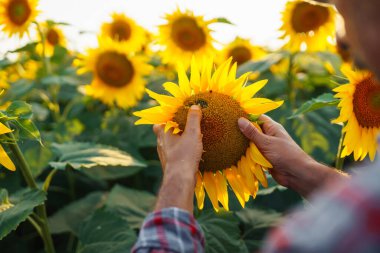 Ayçiçeği çiftliğinin sahibi hasatı inceler. Çiftçinin eli çiçek açan bir ayçiçeğine dokunur. Organik tarım kavramı. Hasat..