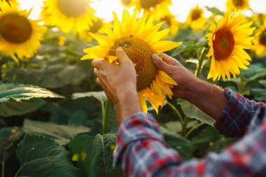 Ayçiçeği çiftliğinin sahibi hasatı inceler. Çiftçinin eli çiçek açan bir ayçiçeğine dokunur. Organik tarım kavramı. Hasat..