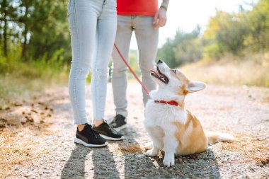 Güneşli bir günde sevgili evcil hayvanlarıyla yürüyüşe çıkmış genç bir çift. Corgi köpekleri ile birlikte mutlu bir erkek ve kadın. Aktif yaşam tarzı, seyahat, aşk ve tatil kavramı.