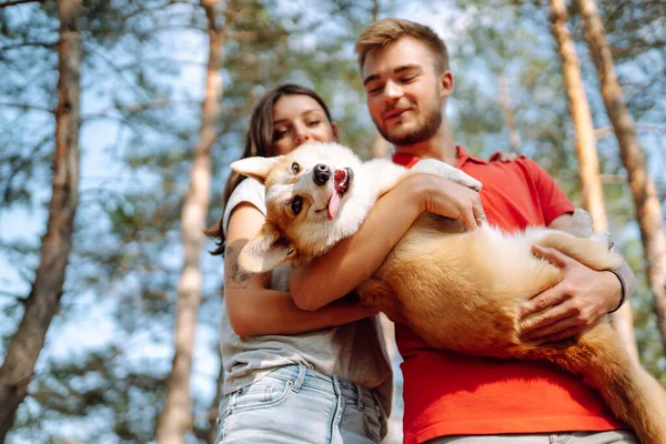 晴れた日の散歩で彼らの最愛のペットと一緒に若いカップル 幸せな男と女が一緒にコルギ犬を持っています アクティブなライフスタイル 愛と休暇の概念 — ストック写真