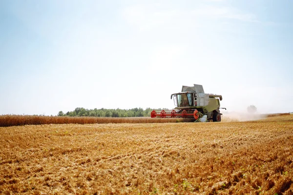 Modern Industrial Combine Harvester Harvests Wheat Cereals Summer Day Grain Stock Image
