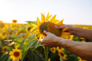 Çiftçi güneşli tarlada açan ayçiçeklerini elleriyle inceliyor. Hasat. Tarım kavramı.