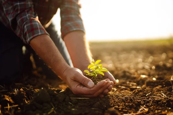 Farmer Hand Checks Soil Growing Vegetable Seeds Plant Seedlings Concepts — Stock Photo, Image