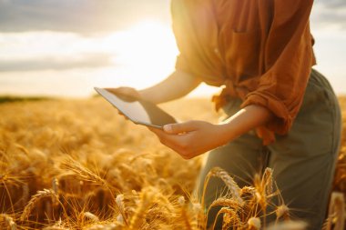 Buğday tarlasında elinde tabletle çiftlik sahibi kalite ve hasat sürecini kontrol ediyor. Hasat. Tarım işi. Bahçe işleri konsepti. Akıllı çiftlik