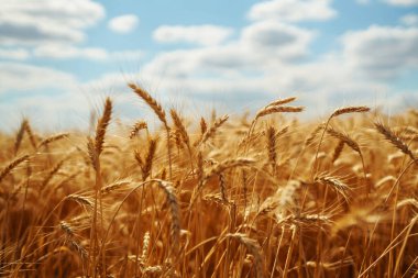 Mavi bulutlu gökyüzü ile güneş ışığında olgunlaşmış altın buğday. Kırsal çayırlardaki buğday tarlası. Zengin bir hasat fikri. Tarım Çiftliği.