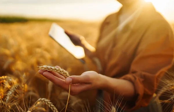 Ιδιοκτήτης Φάρμας Tablet Στα Χέρια Της Στον Τομέα Του Σιταριού — Φωτογραφία Αρχείου