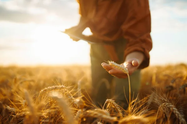 Власник Ферми Таблетками Руках Полі Пшениці Перевіряє Якість Прогрес Врожаю — стокове фото