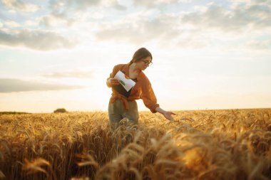 Buğday tarlasında elinde tabletle çiftlik sahibi kalite ve hasat sürecini kontrol ediyor. Hasat. Tarım sektörü. 