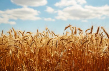 Mavi bulutlu gökyüzü ile güneş ışığında olgunlaşmış altın buğday. Zengin hasat. Tarım Çiftliği.