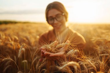Buğday tarlasında çiftçi kadın mahsulü kontrol ediyor. Hasat, bahçıvanlık ya da ekoloji konsepti. Akıllı tarım ve hassas tarım