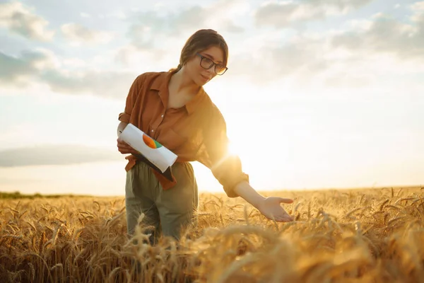 Farmer  woman  in a wheat field checking crop. Harvesting, gardening or ecology concept. Smart farming and precision agriculture
