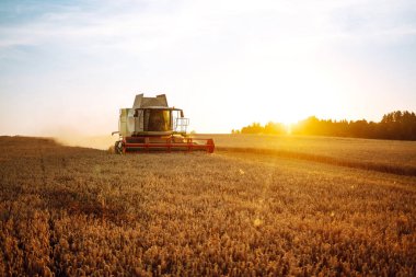Modern endüstriyel hasatçıları birleştirerek bir yaz günü buğday gevreği hasat ederler. Tahıl hasatçısı. Zengin hasat kavramı.