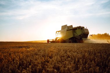 Modern endüstriyel hasatçıları birleştirerek bir yaz günü buğday gevreği hasat ederler. Tahıl hasatçısı. Zengin hasat kavramı.