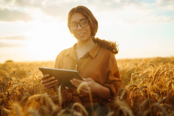 Женщина Фермер Пшеничном Поле Касается Ушей Ячменя Концепция Богатого Урожая — стоковое фото