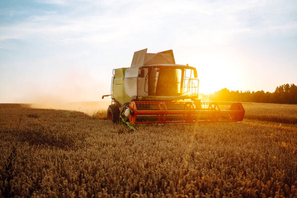 Modern industrial combine harvester harvests wheat cereals on a summer day. Grain harvester.  Rich harvest concept.