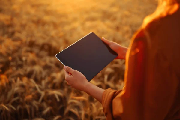 Pemilik Kebun Dengan Tablet Tangannya Ladang Gandum Smart Pertanian Dan — Stok Foto