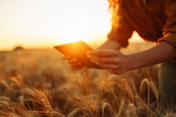 Buğday Tarlasında Elinde Tabletle Çiftlik Sahibi Akıllı Tarım Hassas Tarım — Stok fotoğraf
