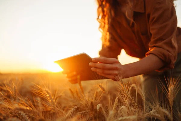 Farm owner with tablet in her hands in wheat field. Smart farming and precision agriculture.