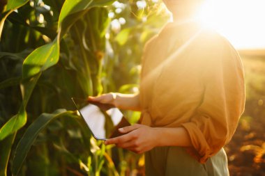 Smart farm. Farmer female standing in corn field with tablet. Agriculture, gardening or ecology concept.