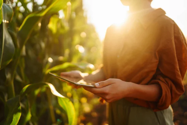 Smart Farm Farmer Female Standing Corn Field Tablet Agriculture Gardening — Photo