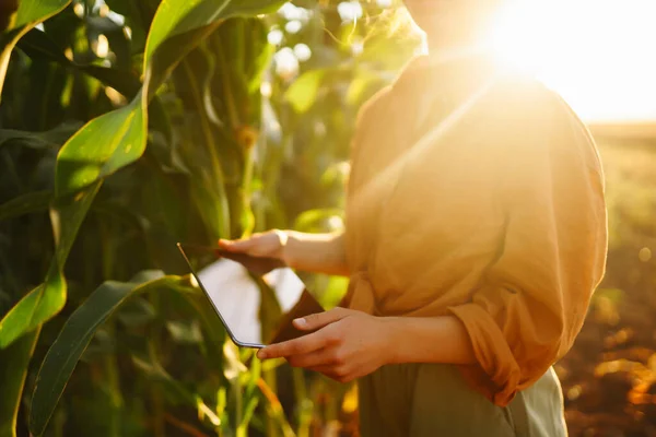 Smart Farm Farmer Female Standing Corn Field Tablet Agriculture Gardening — Photo