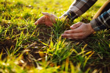 Genç yeşil buğday fideleri bir çiftçinin elinde. Bitki yetiştiriyorum. Bahar konsepti, doğa ve bakım.