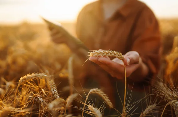 Έξυπνη Φάρμα Farmer Έλεγχος Προόδου Τομέα Σιταριού Εκμετάλλευση Tablet Χρησιμοποιώντας — Φωτογραφία Αρχείου