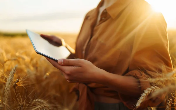 Een Slimme Boerderij Boer Controleren Tarwe Veld Vooruitgang Holding Tablet — Stockfoto