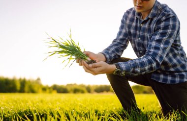 The farmer considers young wheat in the field. Green wheat growing in soil. The concept of the agricultural business.