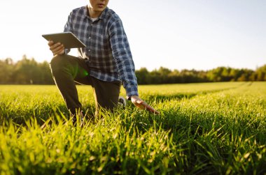 The farmer considers young wheat in the field. Green wheat growing in soil. The concept of the agricultural business.