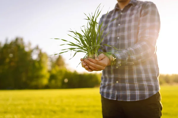 Farmer Considers Young Wheat Field Green Wheat Growing Soil Concept — Zdjęcie stockowe
