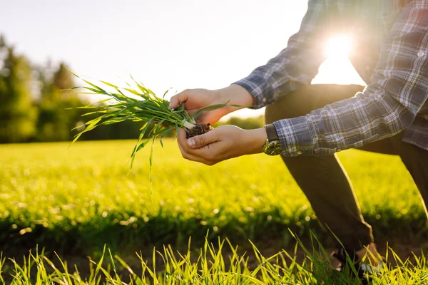 Farmer Considers Young Wheat Field Green Wheat Growing Soil Concept — Stock Fotó