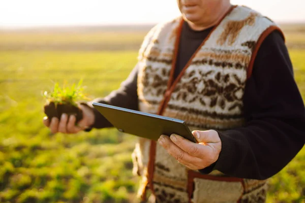 Farmers Tablet Considers Young Wheat Field Agriculture Gardening Ecology Concept — Stock Photo, Image