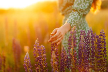 Sonu gelmeyen lavanta tarlalarının üzerinde şık giyinen mutlu genç bayanı yakından takip edin. Sıcak gün batımı ışığı. Doğa, tatil, rahatlama ve yaşam tarzı. 