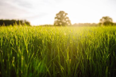Tarlada yetişen yeşil buğday. Taze otların yetiştiği bir alan. Tarım, organik bahçe, ekme ya da ekoloji konsepti.