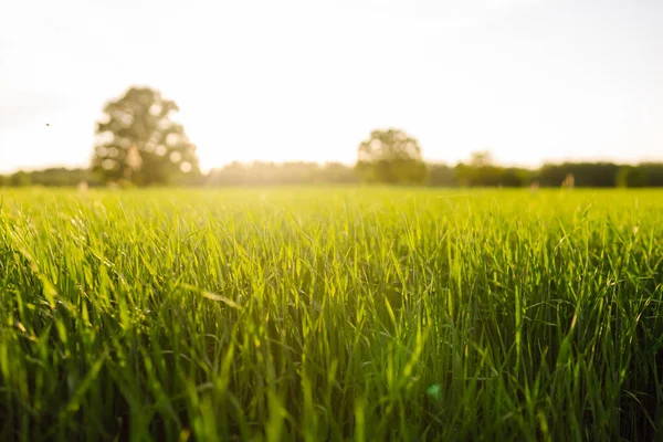 畑で栽培されている緑の小麦 新鮮な草の成長の場 有機園芸 植栽または生態学の概念 — ストック写真