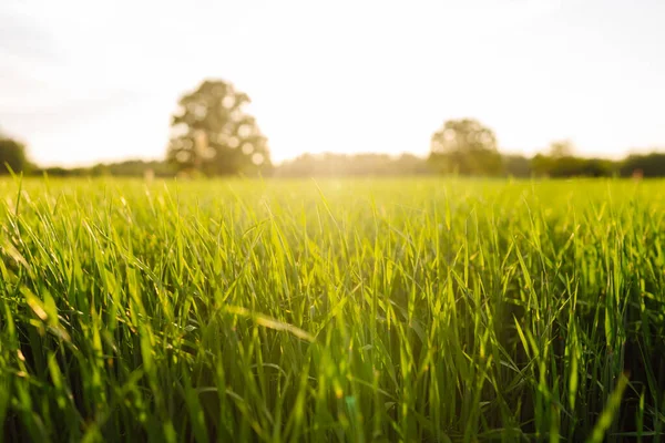 stock image Green wheat growing in the field. Field of fresh grass growing. Agriculture, organic gardening, planting or ecology concept.