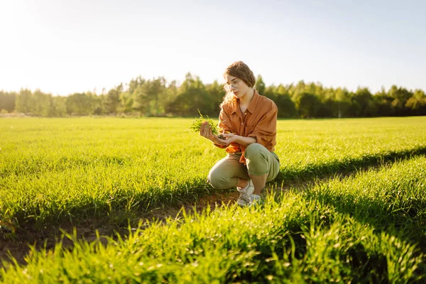 Ung Kvinna Bonde Ett Vetefält Undersöker Vete Groddar Agronomer Kontrollerar — Stockfoto